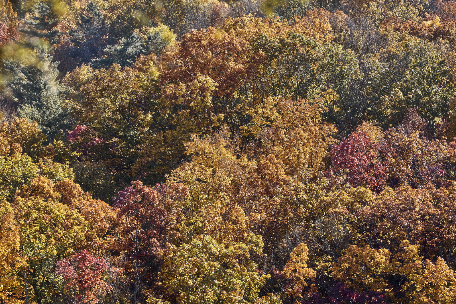 Indian Summer, Letchworth State Park, NY, USA